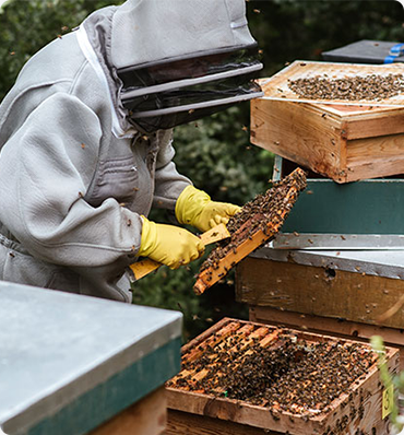 beekeeper local honey