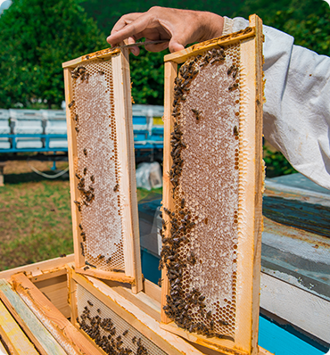 raw honey on a frame